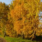 Herbstfärbung