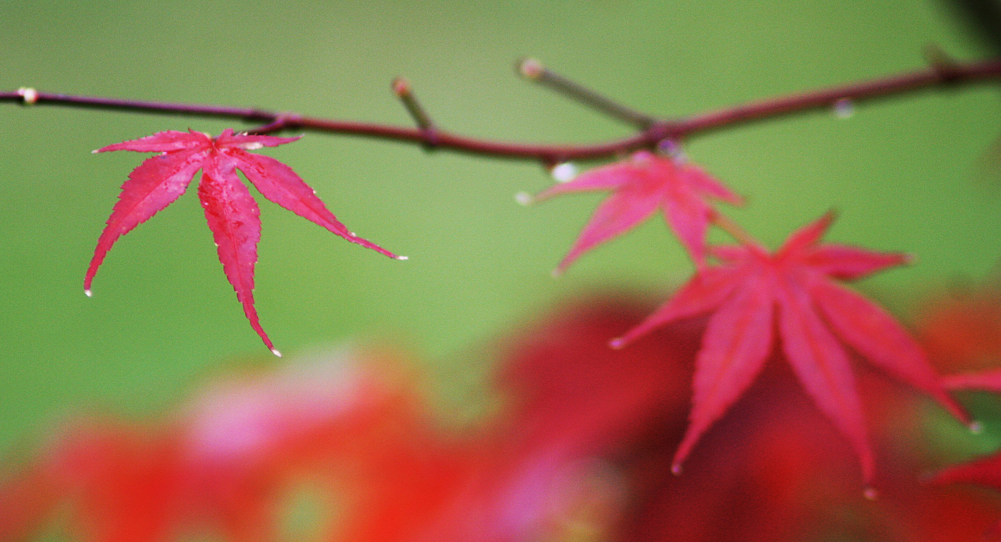 [Herbst:Färbung]