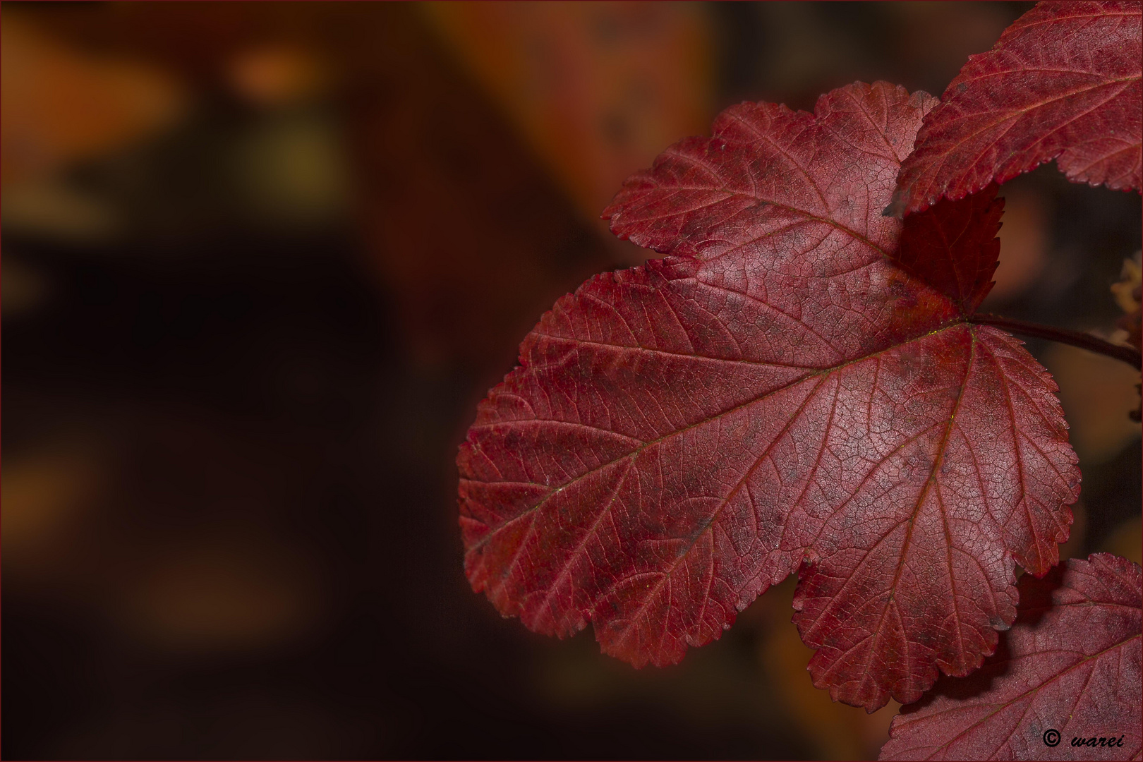 Herbstfärbung ..