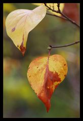 Herbstfärbung