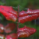 Herbstfärbung