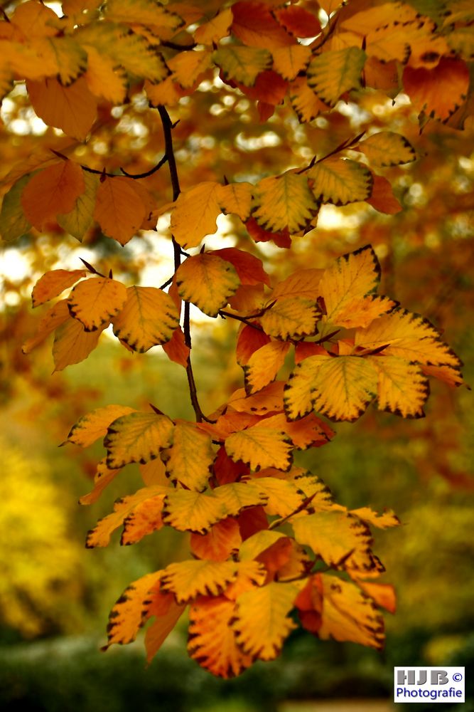 Herbstfärbung