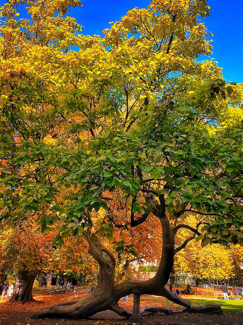 Herbstfärbung 