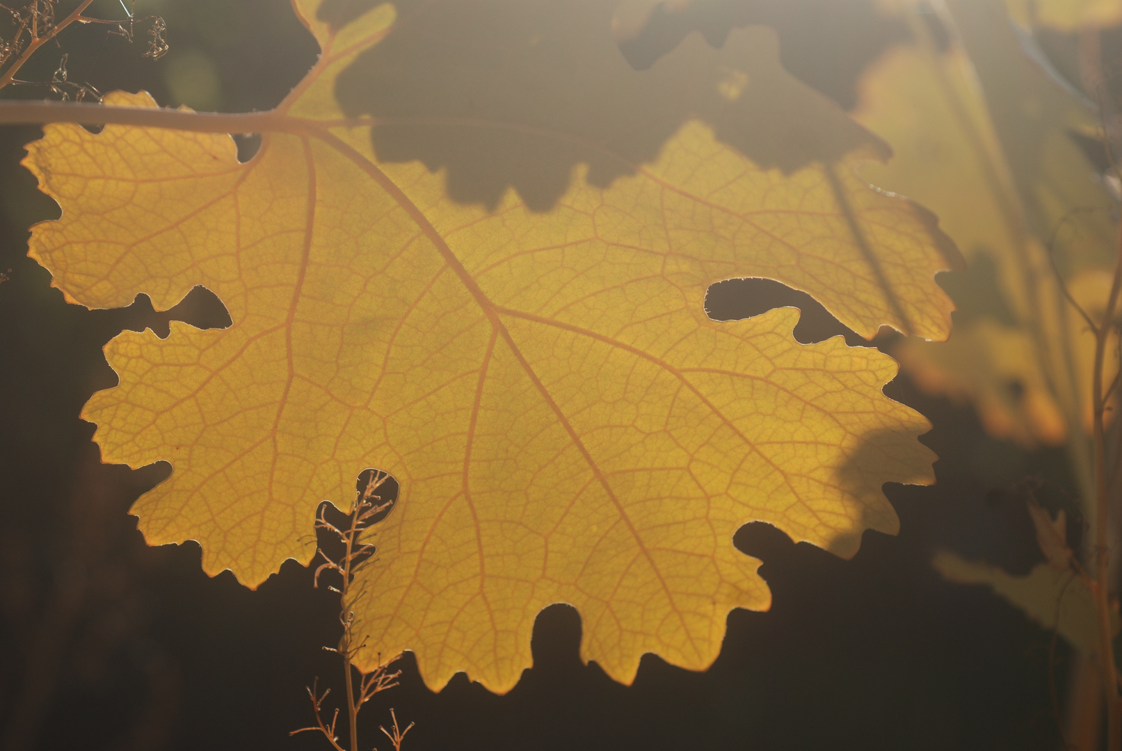 Herbstfärbung