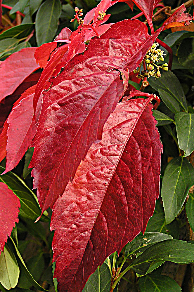 Herbstfärbung