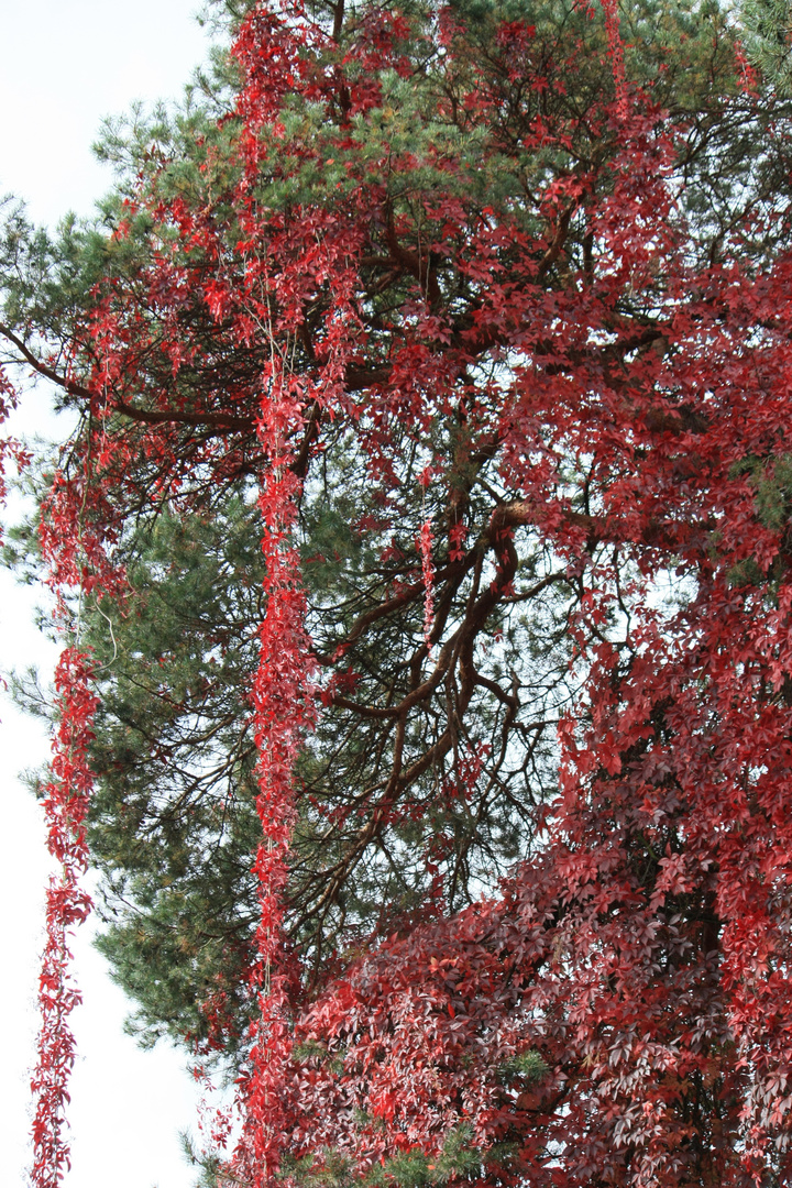 Herbstfärbung