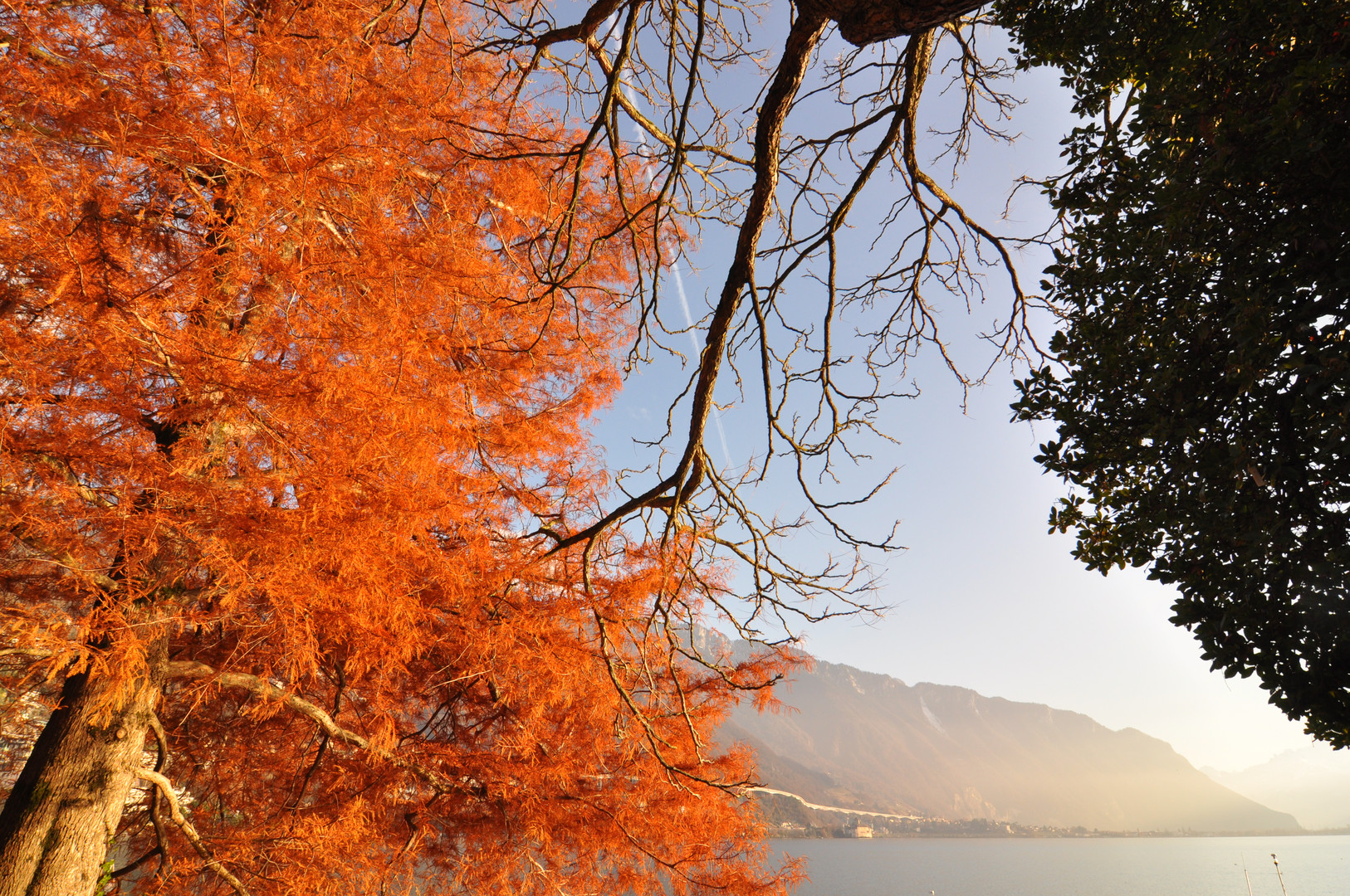 Herbstfärbung am Genfer See