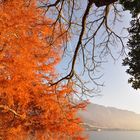 Herbstfärbung am Genfer See