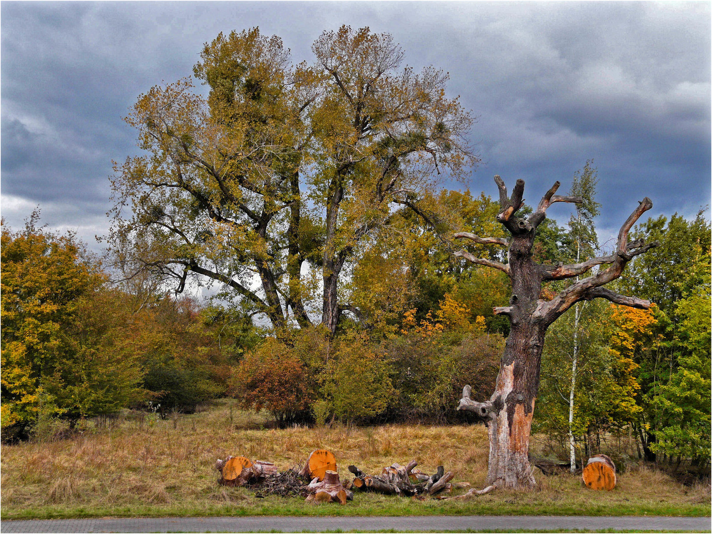 Herbstfärbung am Herrenkrugpark