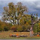 Herbstfärbung am Herrenkrugpark