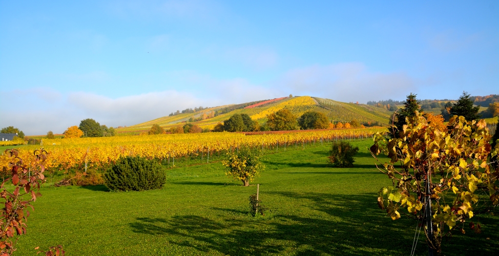 Herbstfärbung an der Mosel