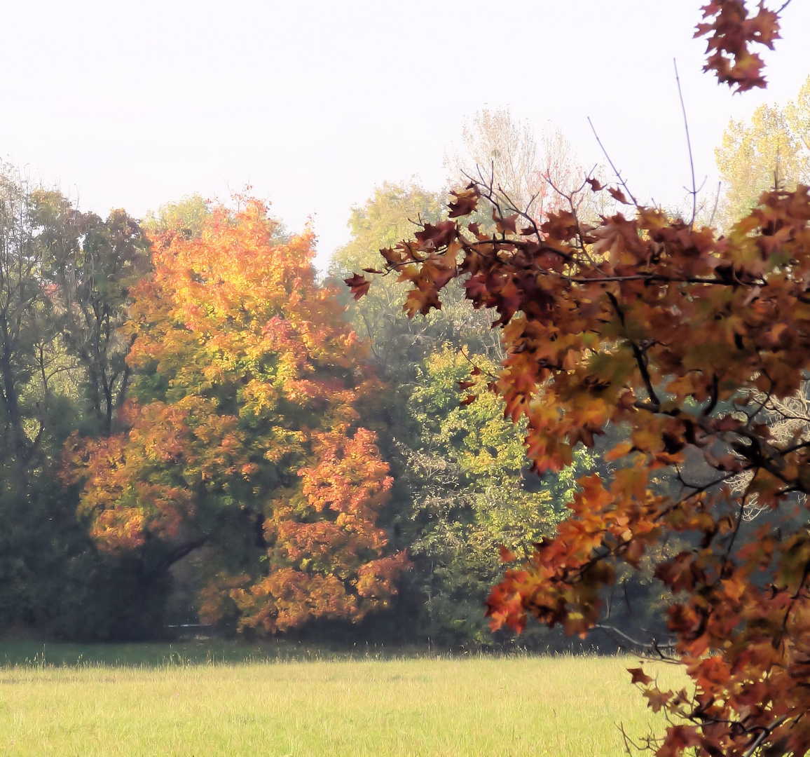 herbstfärbung