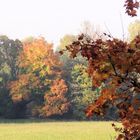 herbstfärbung