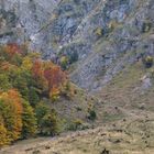 Herbstfärbung