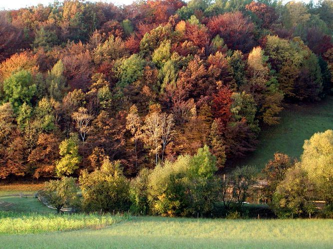 Herbstfärbung