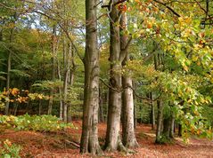 -Herbstfärbung-