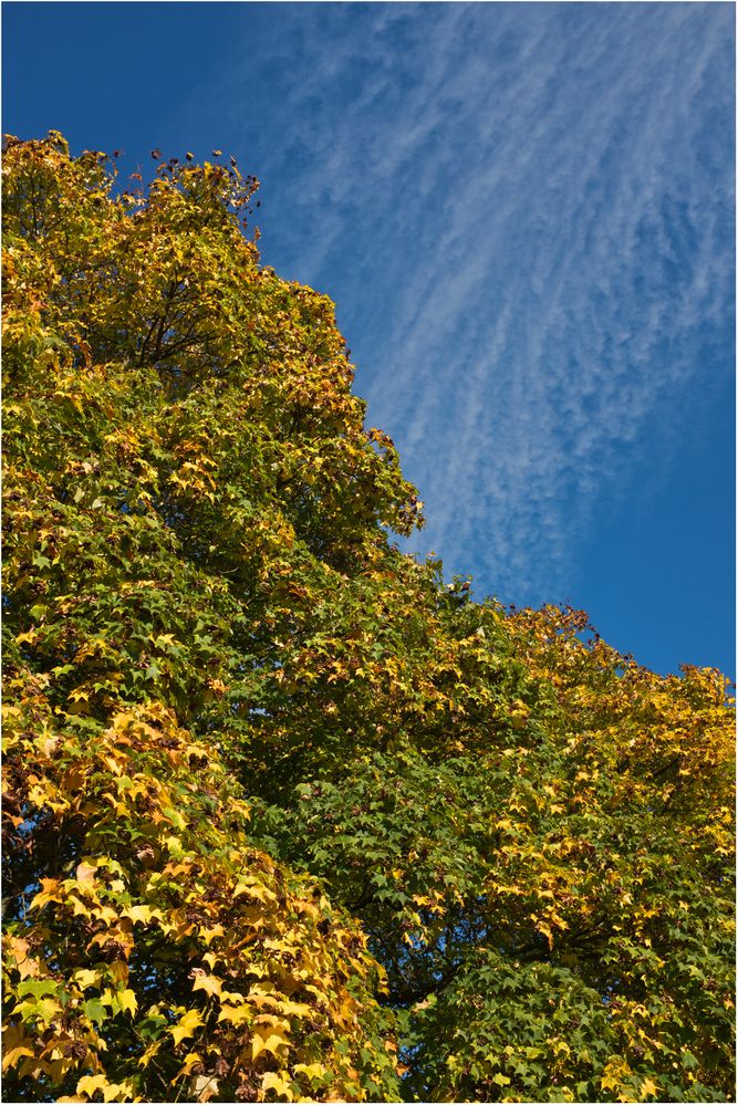 Herbstfärbung