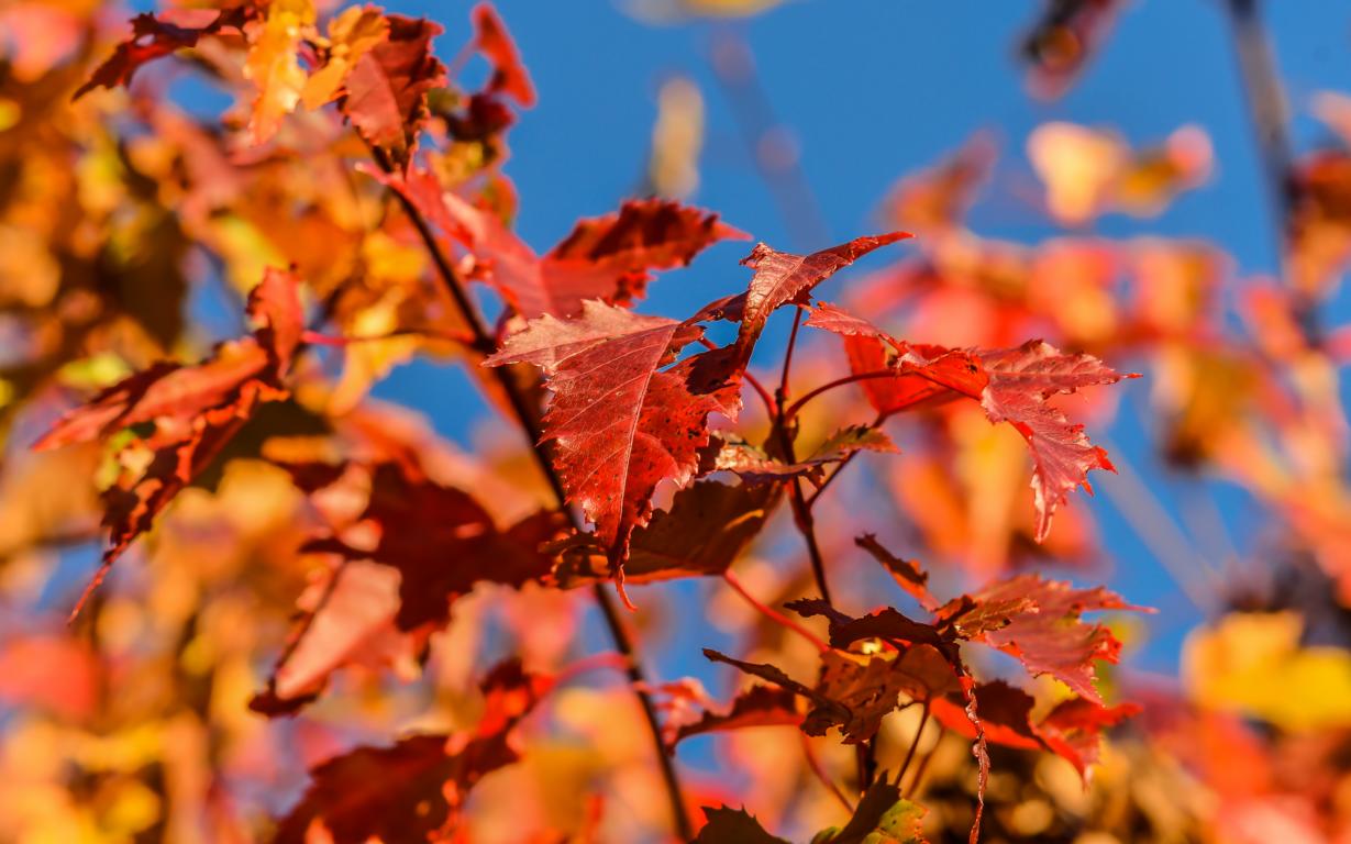 Herbstfärbung