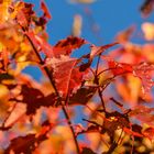 Herbstfärbung