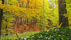 Herbstfärbung...