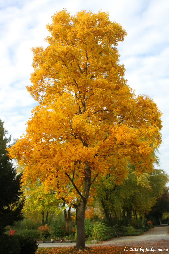 Herbstfärbung der Bäume