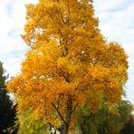 Herbstfärbung der Bäume