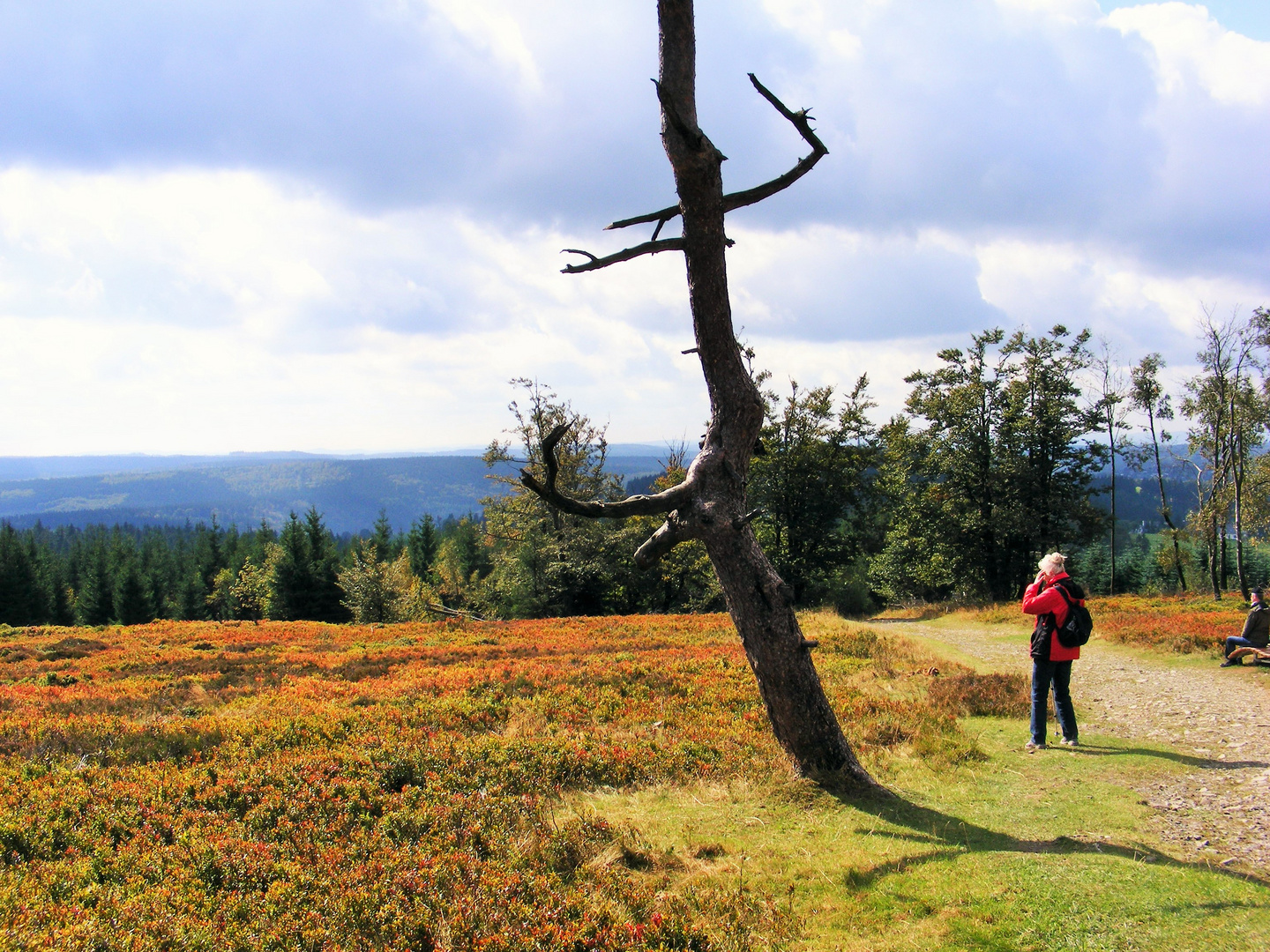 Herbstfärbung der Blaubeersträucher