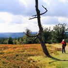 Herbstfärbung der Blaubeersträucher