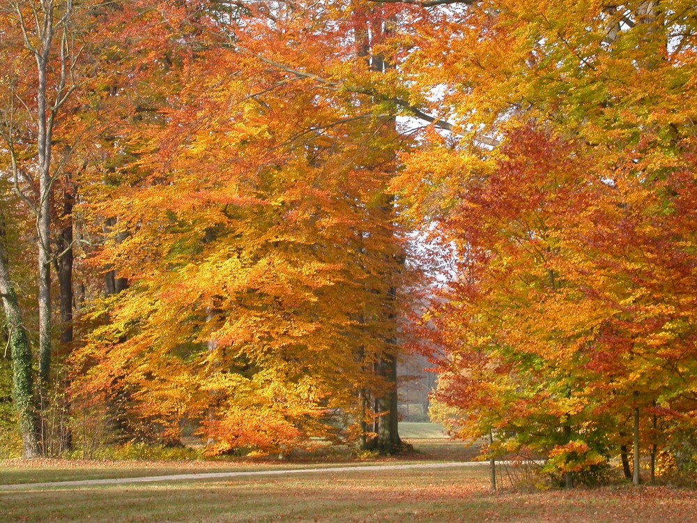 Herbstfärbung der Buchen im Park von Bad Muskau