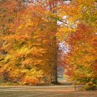 Herbstfärbung der Buchen im Park von Bad Muskau