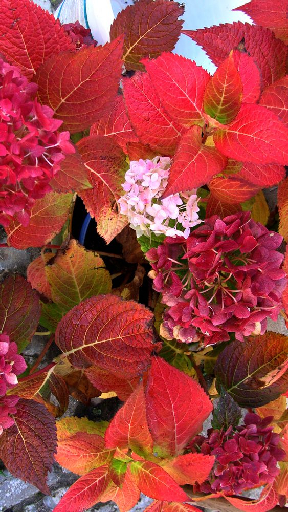 HerbstfärbungderHortensien Foto & Bild spezial, natur, farben
