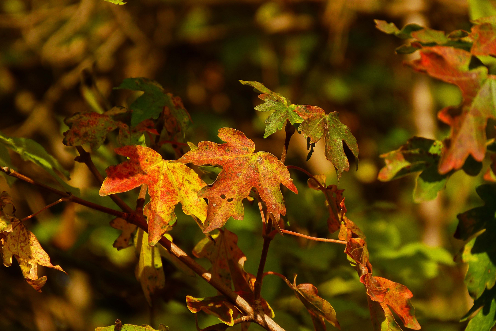 Herbstfärbung