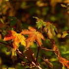 Herbstfärbung