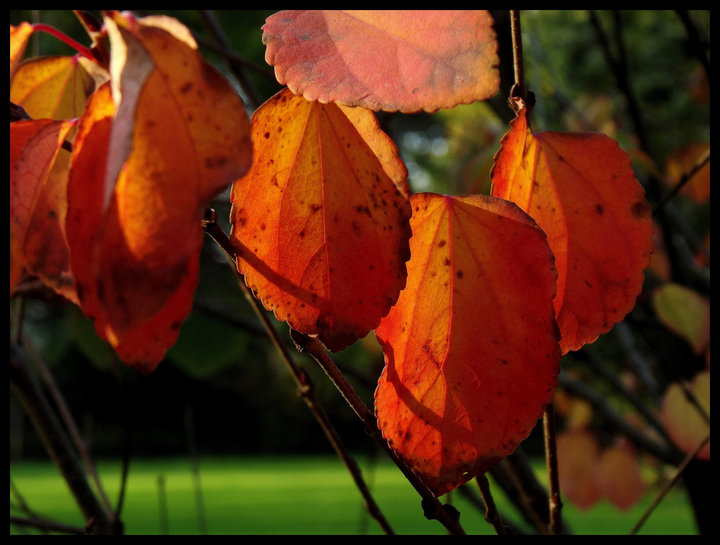 Herbstfärbung