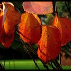 Herbstfärbung