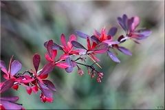 Herbstfärbung