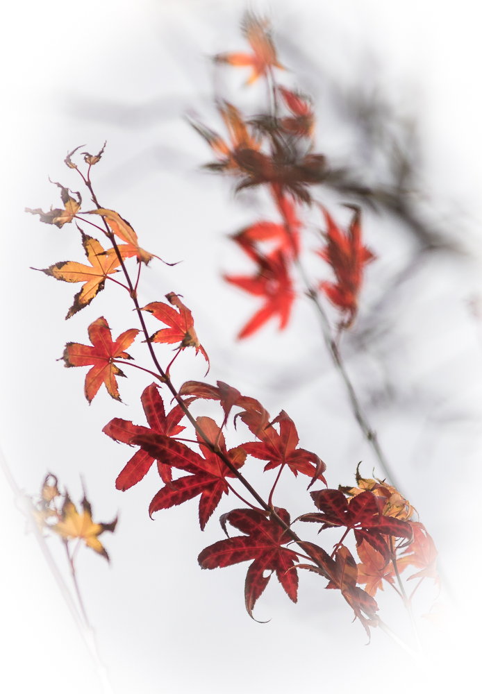 Herbstfärbung