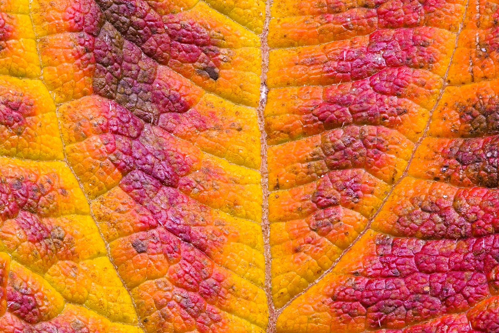 Herbstfärbung eines Rispenhortensienblattes