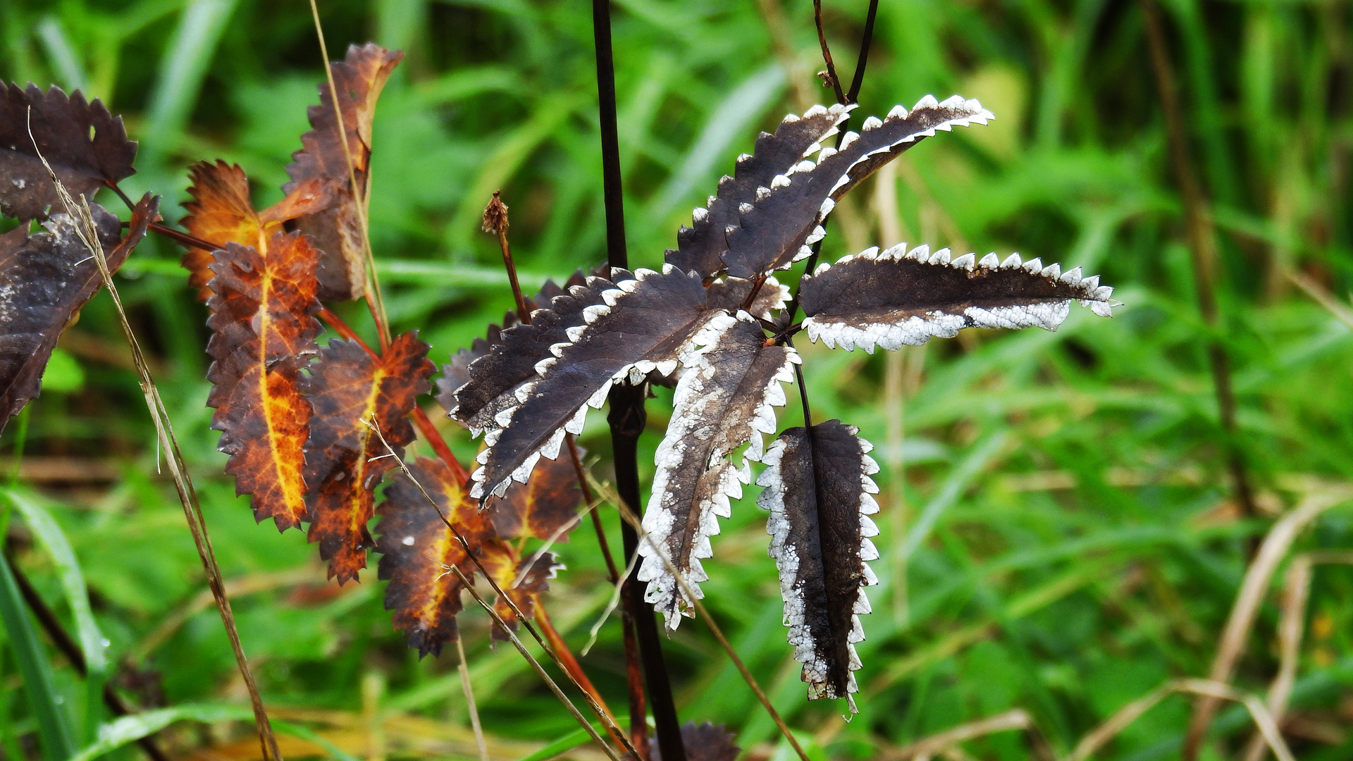 Herbstfärbung