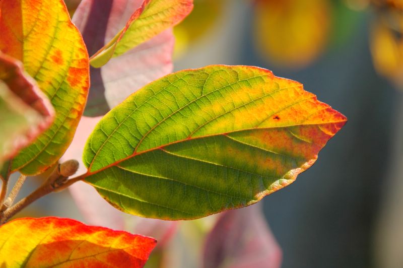 Herbstfärbung Federbuschstrauch