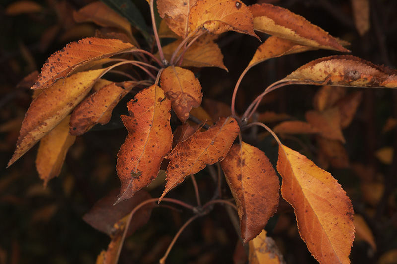 Herbstfärbung II