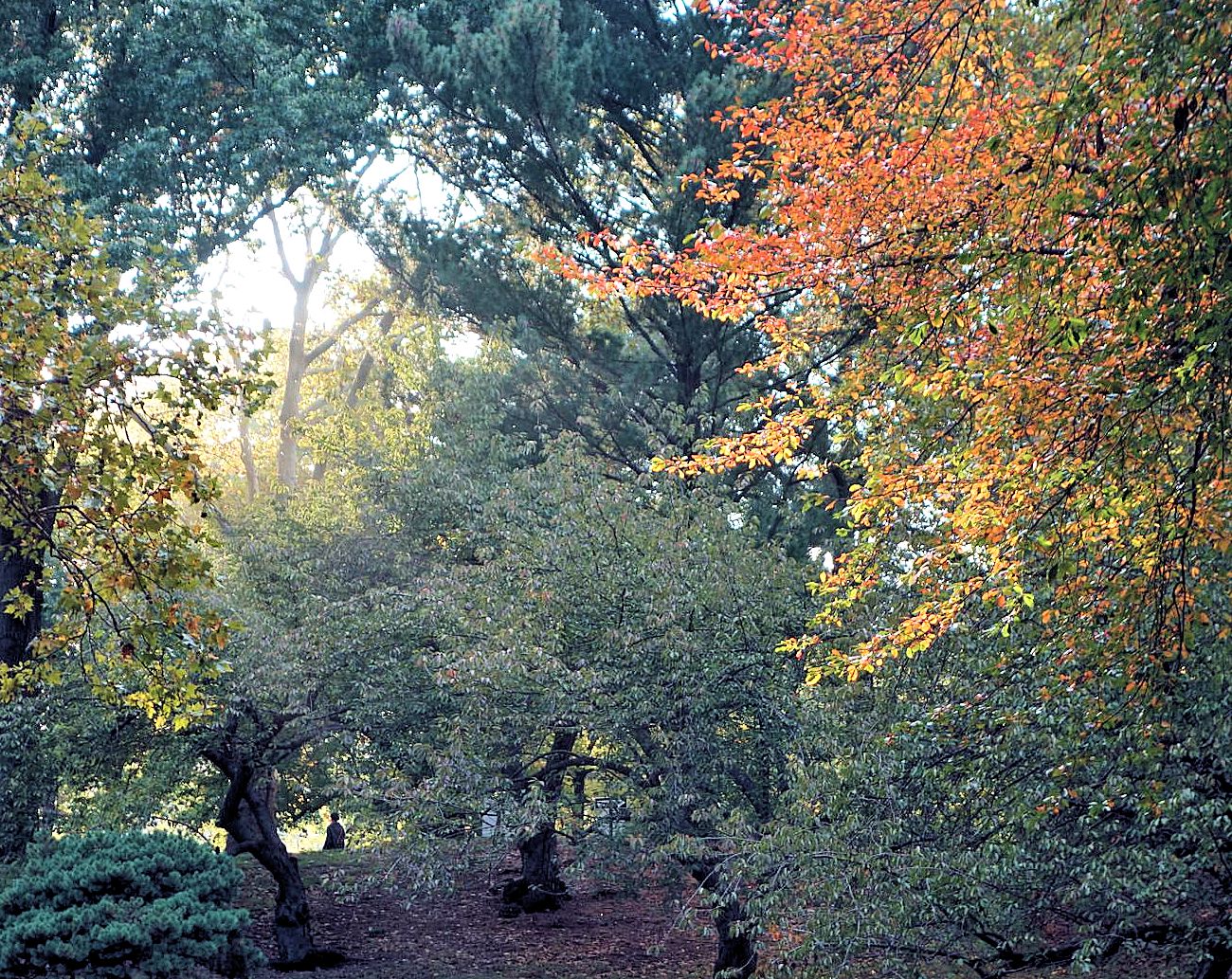 herbstfärbung im central park