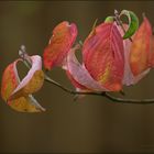 Herbstfärbung im Garten