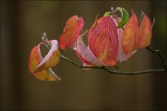 Herbstfärbung im Garten