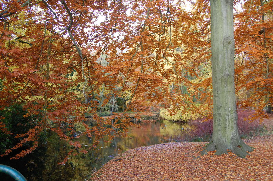 Herbstfärbung im Ludwigsluster Schlosspark