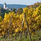 Herbstfärbung im Rheingau