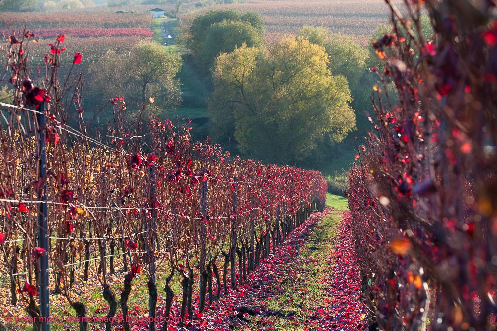 Herbstfärbung im Rheingau