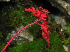 Herbstfärbung im Wald mit Tautropfen