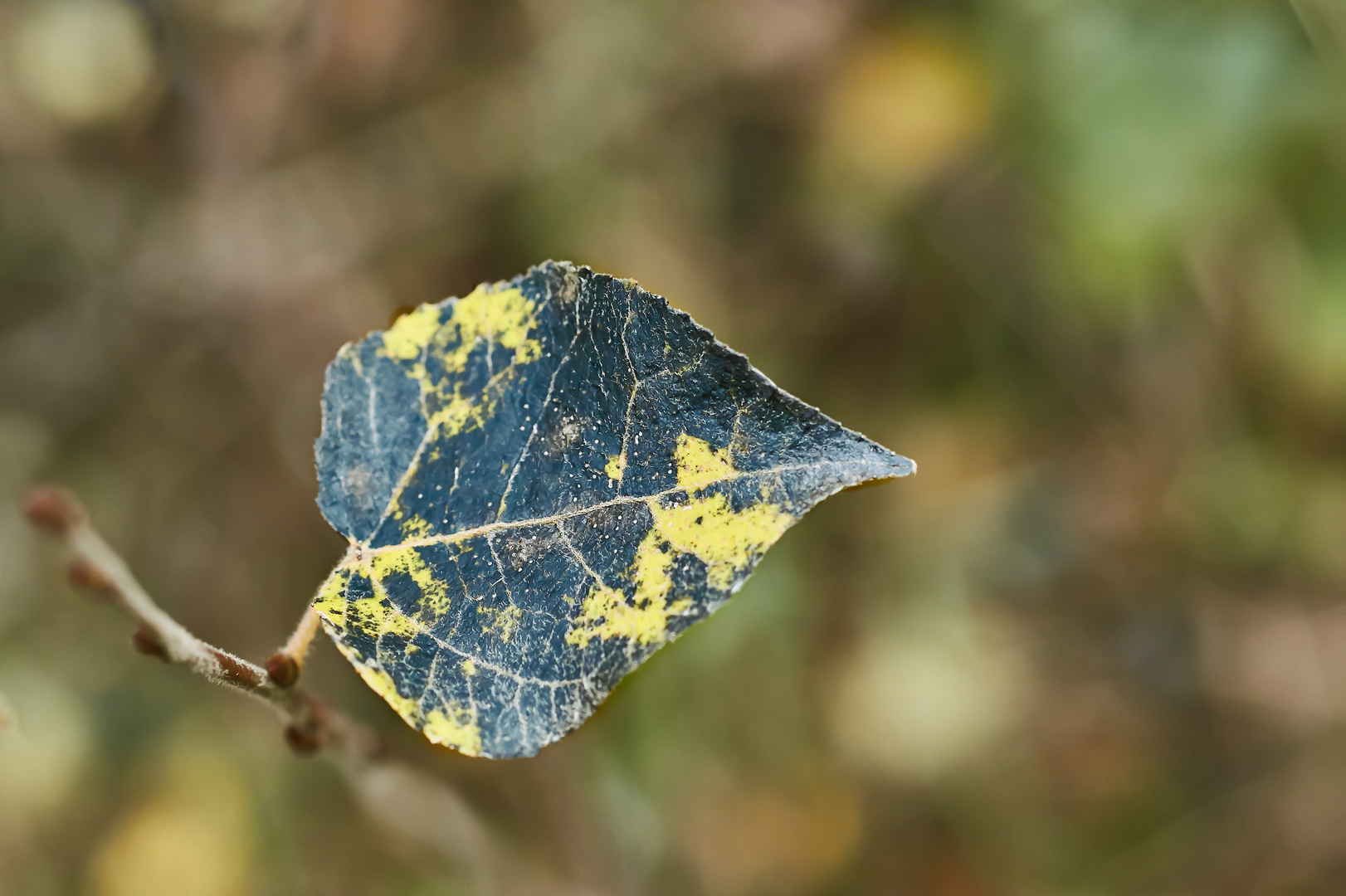 Herbstfärbung in etwas anderer Farbe.