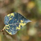 Herbstfärbung in etwas anderer Farbe.